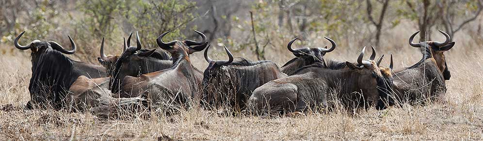 Blue wildebeest group resting